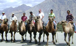 Ladakh Camel Safari