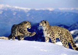 Ladakh Snow Leopard