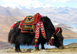Ladakh Wild Yak