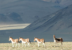 Ladakh Wild Ass